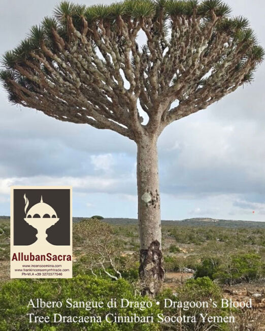 Dragon's Blood Tree  - Dracaena Cinnibari 
 - from Socotra Island ,Yemen.